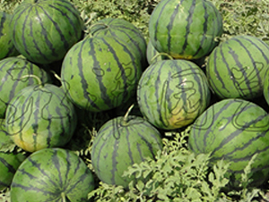 ���S-���ϷN��-�����@ˇ