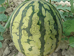 ����2̖-���ϷN��-�����@ˇ