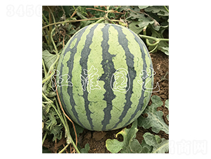 ����4̖(h��o)-���ϷN��-�����@ˇ