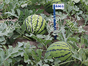 ����2̖(h��o)-���ϷN��-�����@ˇ