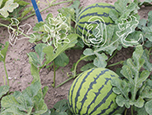 ����3̖-���ϷN��-�����@ˇ