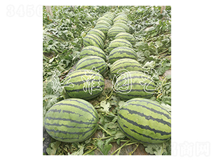 ����һ̖(h��o)-���ϷN��-�����@ˇ