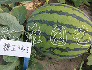 ����9̖-���ϷN��-�����@ˇ