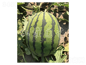 ����12̖-���ϷN��-�����@ˇ