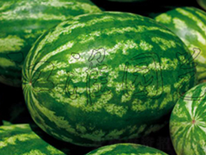 �o��3̖-���ϷN��-�����@ˇ