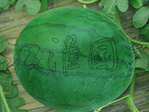 �o��4̖-���ϷN��-�����@ˇ