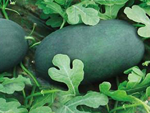 ������-���ϷN��-���i�N�I(y��)