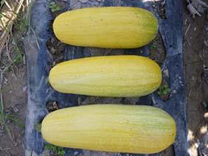 �S��699F1-���������J�N��-���i�N�I(y��)