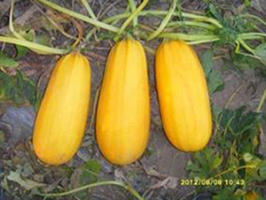 �S��P-08F1-���������J�N��-���i�N�I(y��)