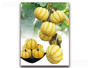 ����ی�-�ϹϷN��-�|������