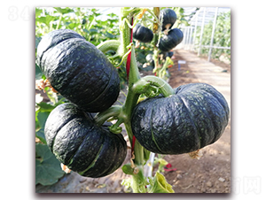 ����ؐؐ-�ϹϷN��-�|������