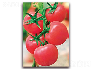 ����˹-���ѷN��-�|������