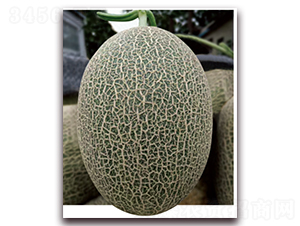 ��[525-��ϷN��-�|������