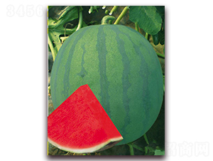 �P׿��-���ϷN��-�|������