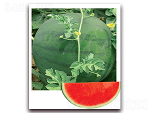 �P׿����̖-���ϷN��-�|������