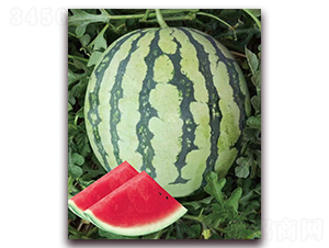 �Ī{һ̖-���ϷN��-�|������