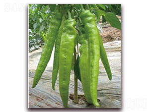 ���l(f��)1206-�����N��-�|������