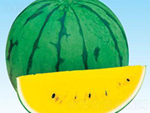 С�mA1-���ϷN��-΢�ȷN�I(y��)