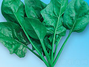 �G��(y��u)��5̖-���˷N��-΢�ȷN�I(y��)