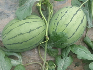 ������-���ϷN��-����N��