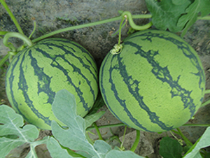 ������6K-���ϷN��-����N��