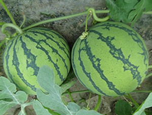 ������8K-���ϷN��-����N��