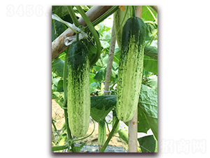 ������һ̖(h��o)-�S�ϷN��-����N��