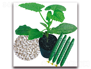 �������-�S�ϷN��-����N��