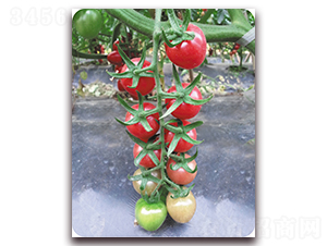 ����-���ѷN��-����N��