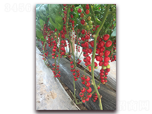 ����-���ѷN��-����N��