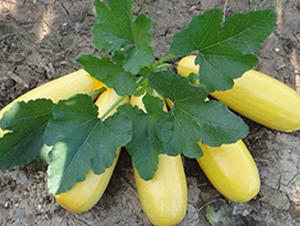 ���16̖-�����J�N��-����r(n��ng)�I(y��)