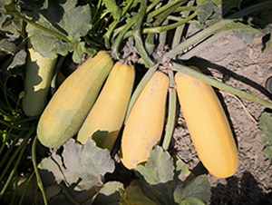 ����һ̖-�����J�N��-����r(n��ng)�I(y��)