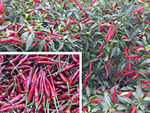 �M����-�����N��-����N��