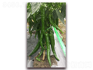 ̩�S218-�����N��-����N��