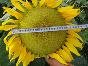 HD5038-���տ��N��-����r(n��ng)�I(y��)