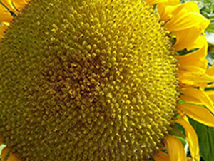 HC8606-���տ��N��-����r(n��ng)�I(y��)