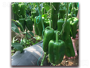 ��̩һ̖-�����N��-����N��