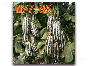 M77-85-��Ƥ��ϷN��-��·�N�I(y��)