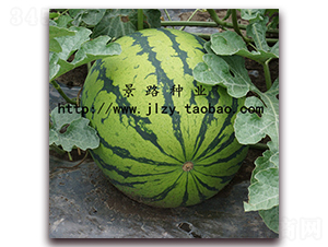 ��·��̖-�����ϷN��-��·�N�I(y��)