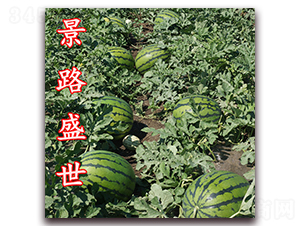 ��·ʢ��-�����ϷN��-��·�N�I(y��)