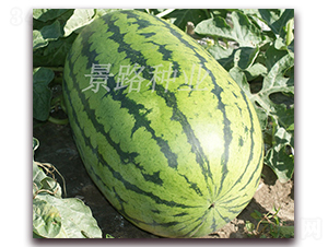 ����ʮ��-�����ϷN��-��·�N�I(y��)