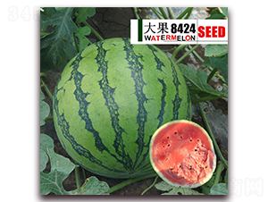 ���8424-�����ϷN��-��·�N�I(y��)