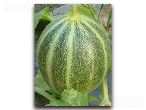 ��l(f��)-��Ƥ��ϷN��-�����N��