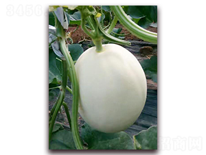 �����y��-��Ƥ��ϷN��-�����N��