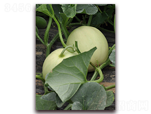 �y��-��Ƥ��ϷN��-�����N��