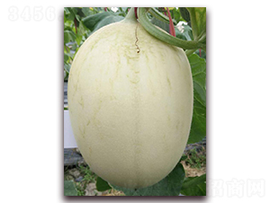 ѩ��-��Ƥ��ϷN��-�����N��