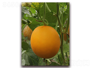 ����-��Ƥ��ϷN��-�����N��