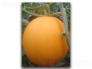 ���¼t����-��Ƥ��ϷN��-�����N��