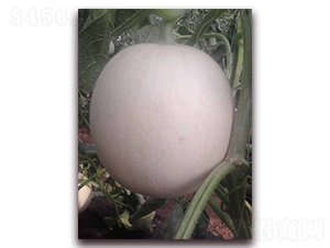 ��ѩ��̖(h��o)-��Ƥ��ϷN��-�����N��