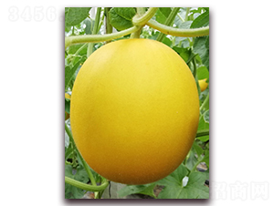 �t��-��Ƥ��ϷN��-�����N��